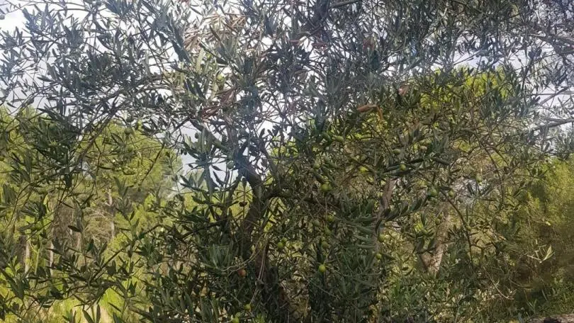 Oliviers dans la Montagnette en automne, à deux pas