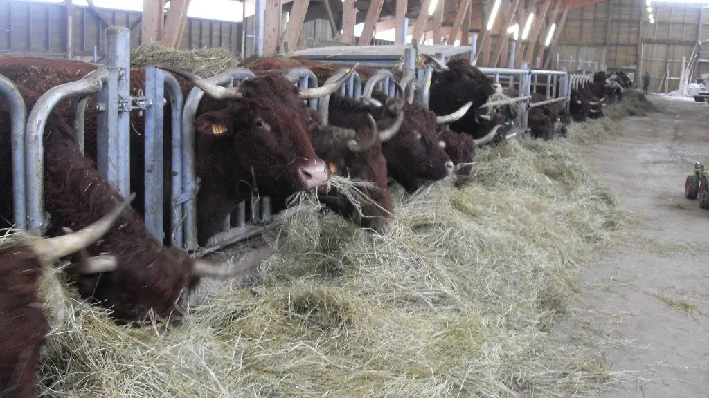 Exploitation de vaches Salers