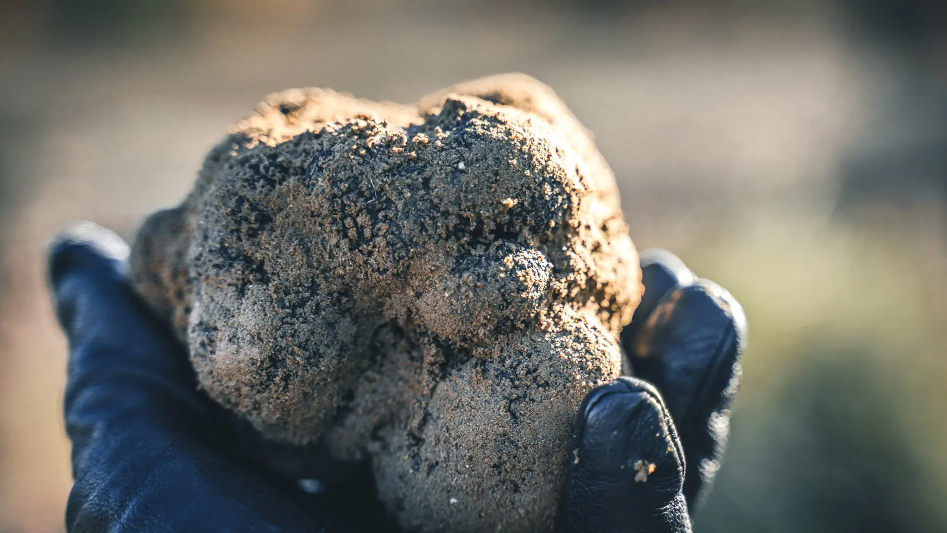 Truffes de Provence