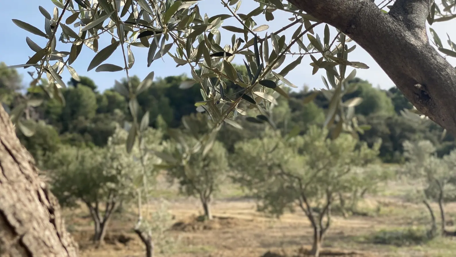 Domaine du Temps Perdu à Mouriès