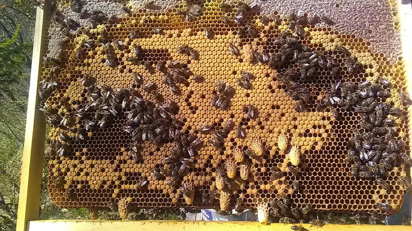 Couvain et cellule royale (allongée), miel sur le pourtour du cadre. Un changement de reine se prépare