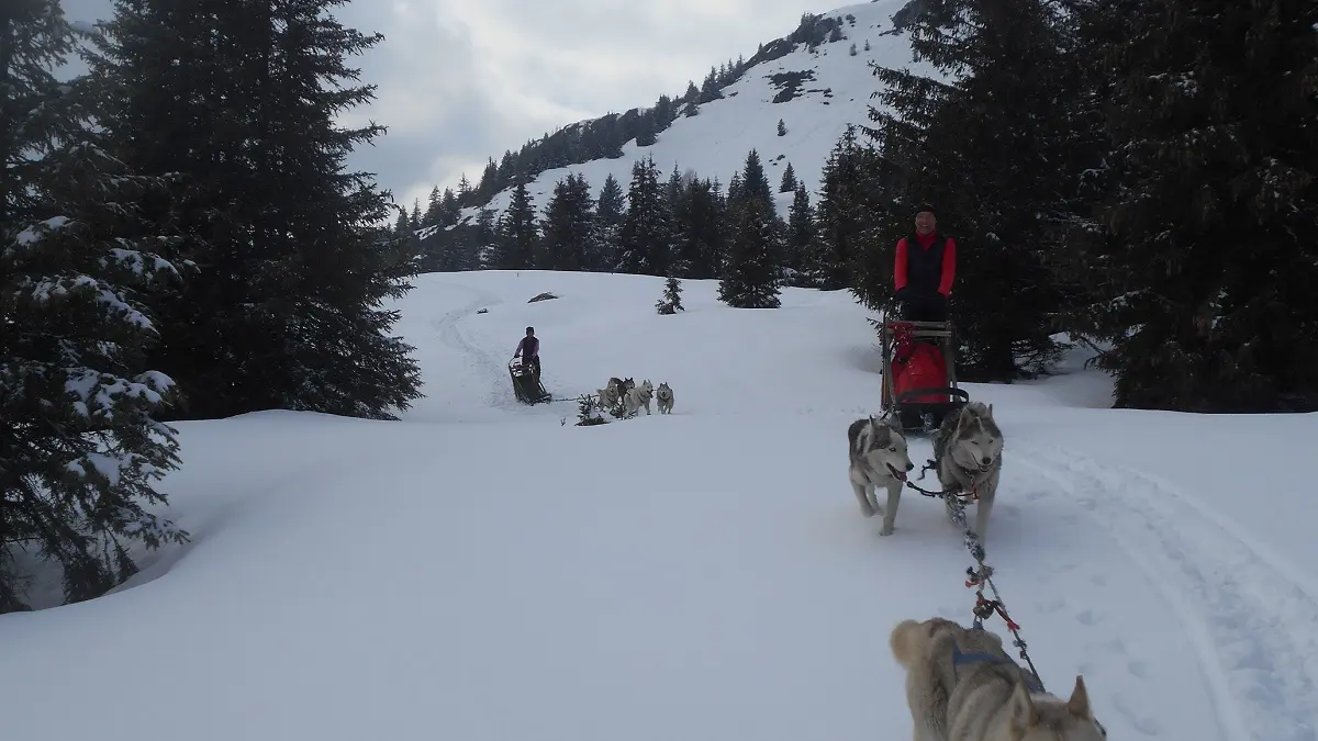 Mushing hiver