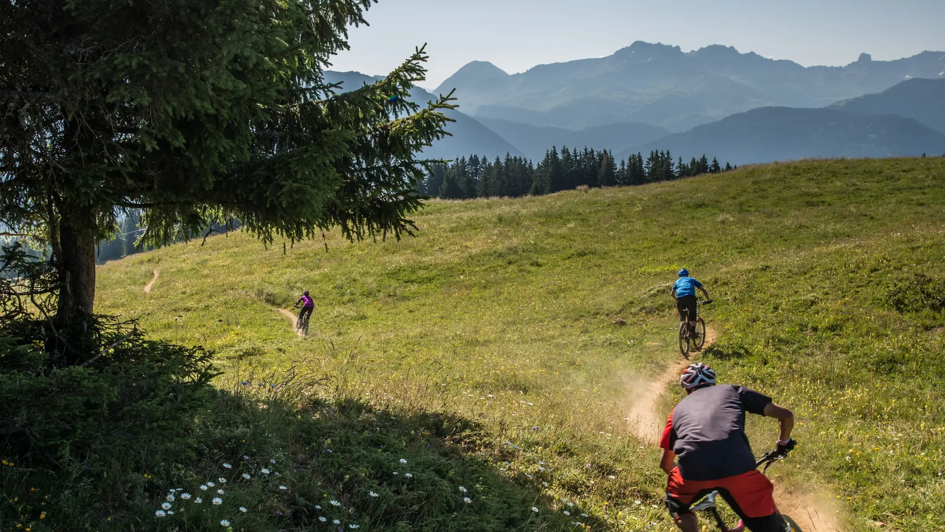 Piste DH entre alpage et sous-bois