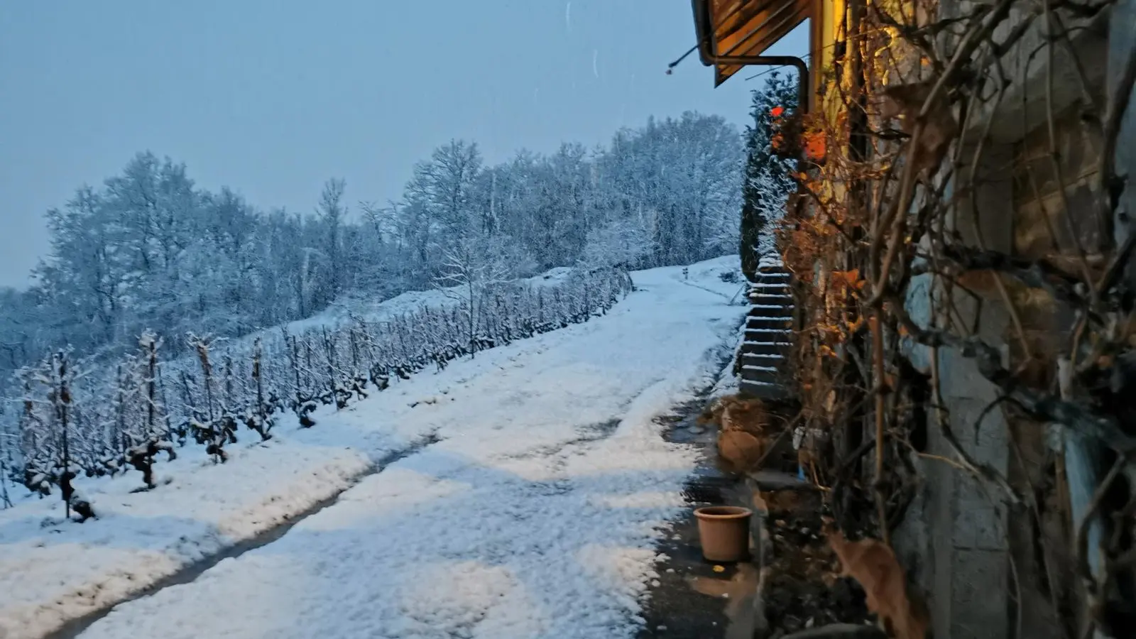 Photo vignes enneigé