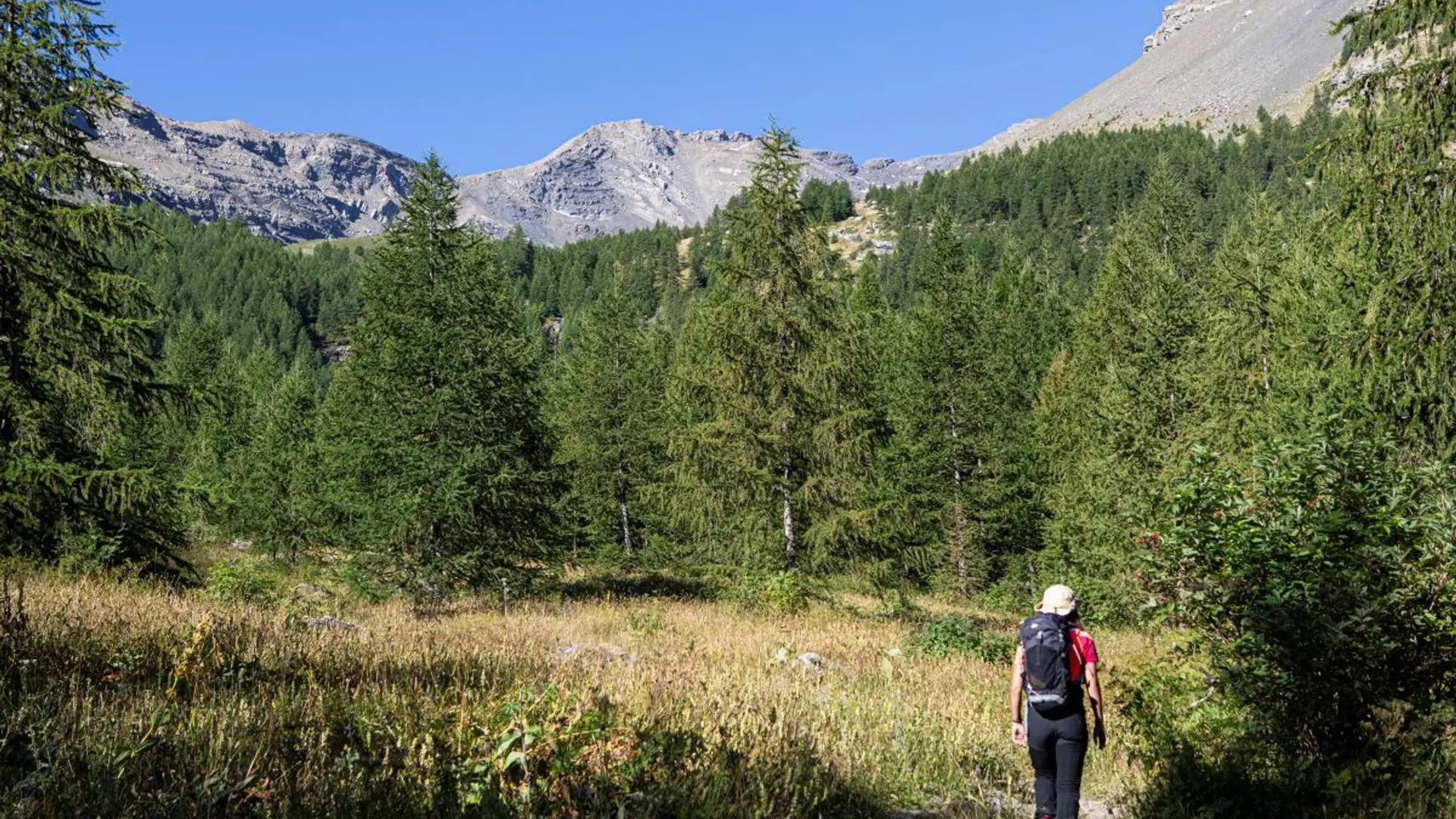 Mélezin en aval du vallon de Narreyroux