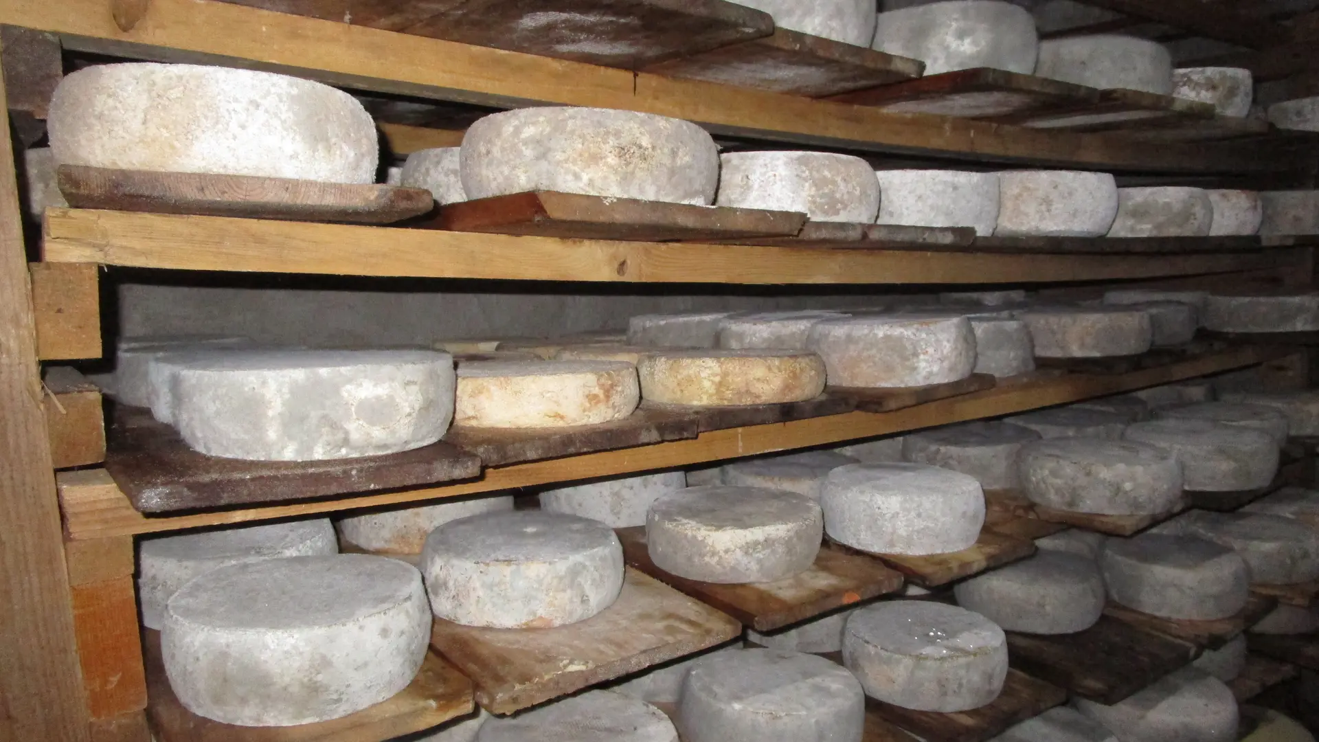 Affinage des fromages de vache