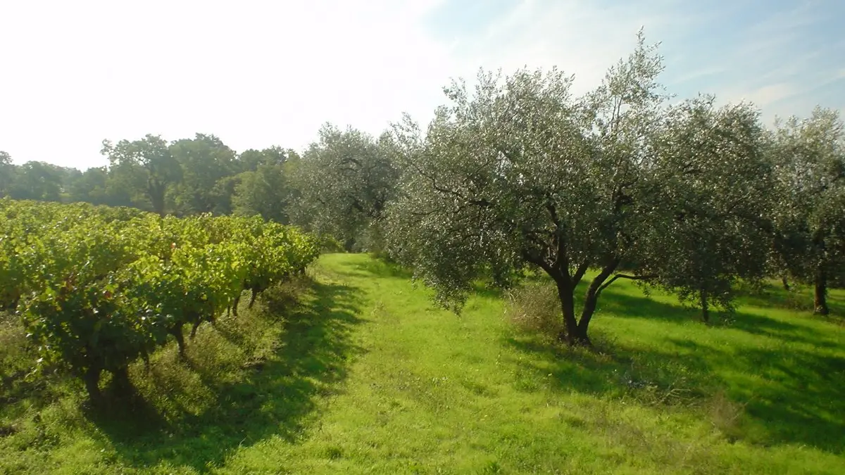 Domaine du Chêne Vert - Gîte La Bergerie - Abri voiture