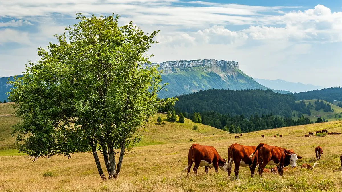 Tour des Bauges - Vaches