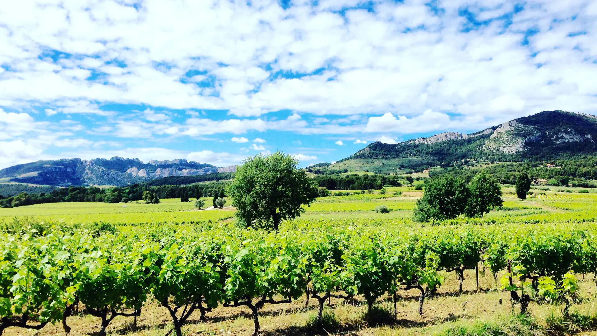 Château Juvenal - le vignoble