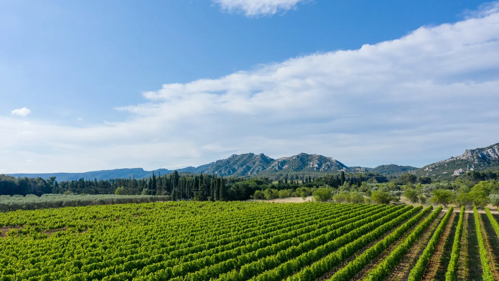 Domaine d'Eole in Eygalières vineyards