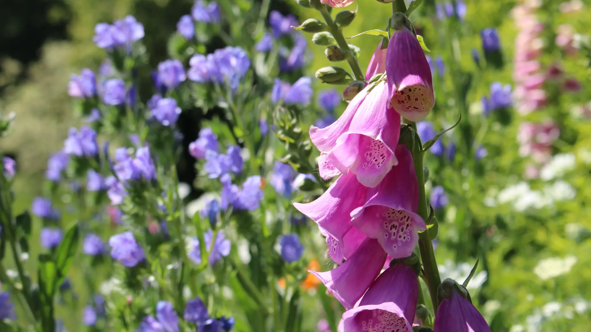 fleur