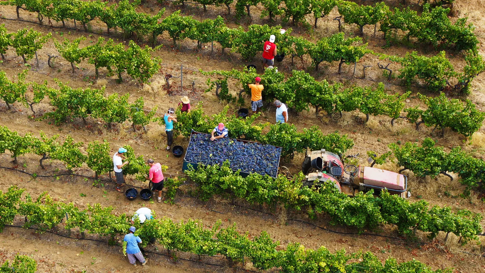 Cave des Vignerons Londais