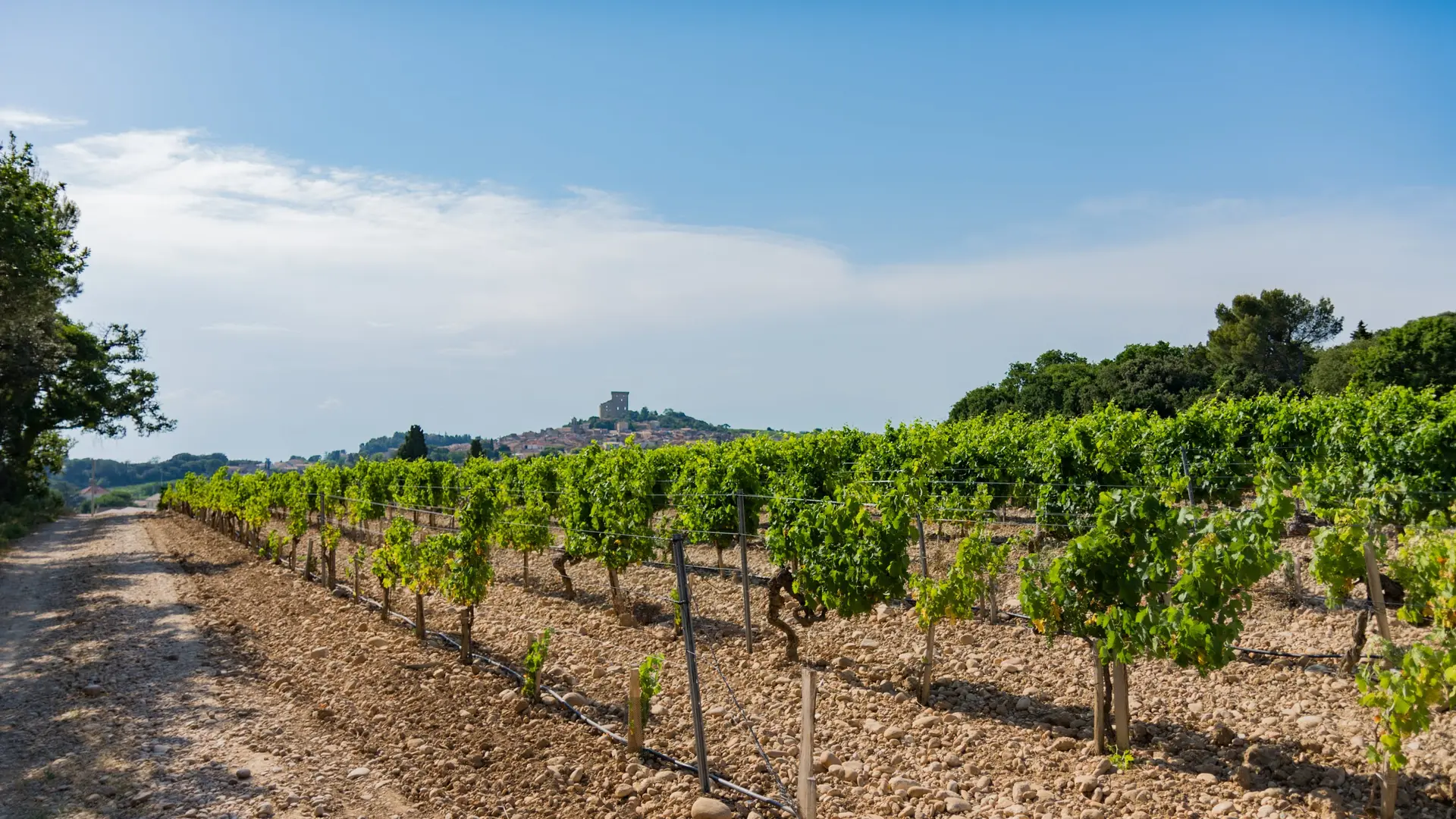 Château Fortia - le vignoble