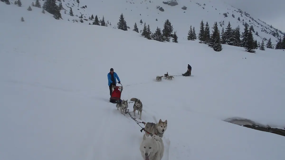 Mushing hiver