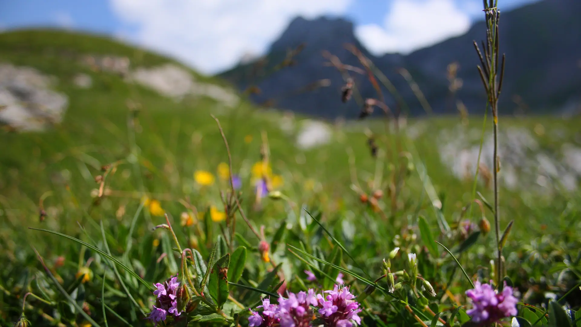Fleurs
