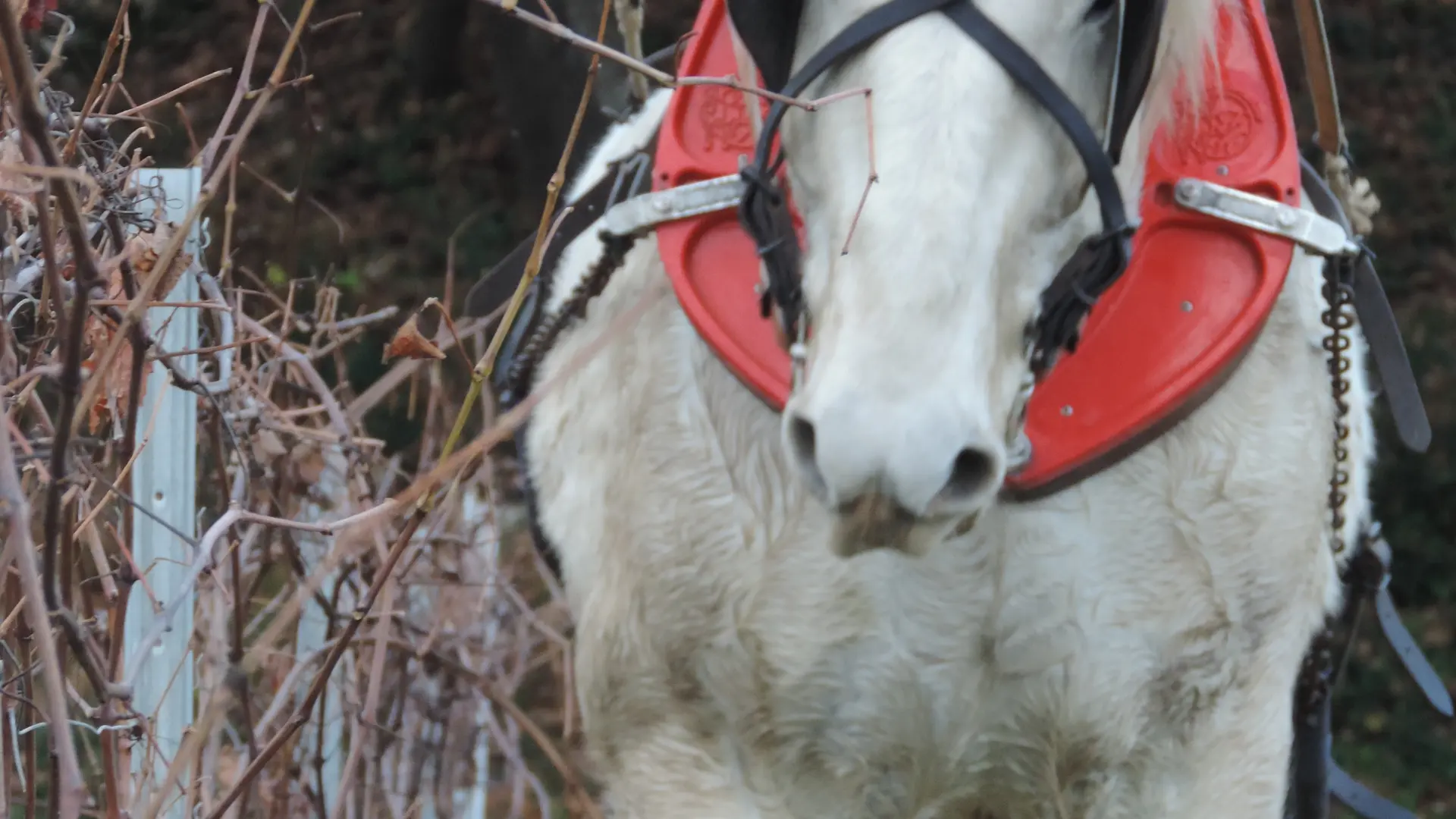 Domaine La Chochotte du Boulon