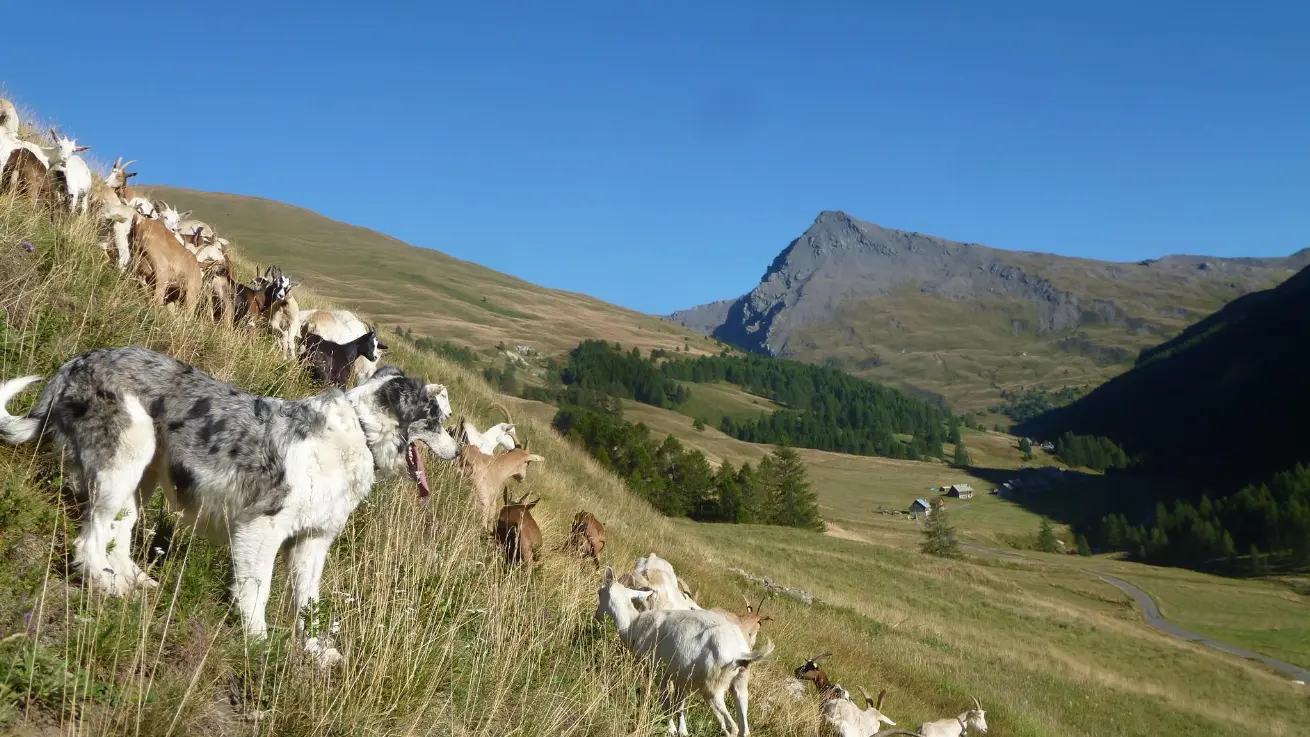 Les chèvres en alpage sous bonne garde