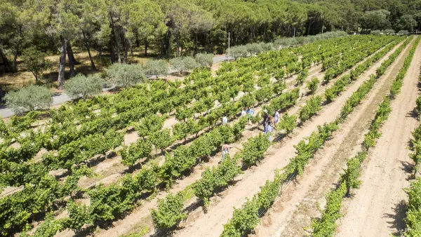 Les Vignobles au Pays de Cézanne