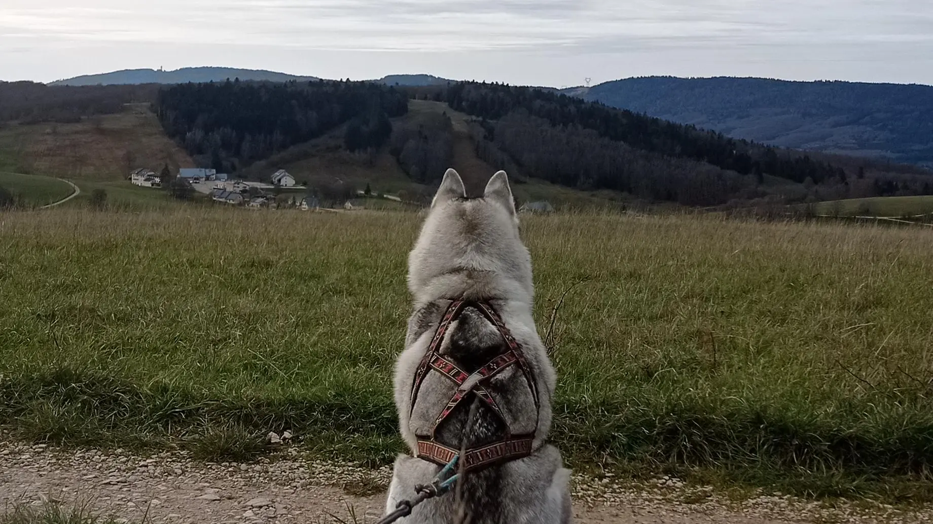 Balade tractée par les chiens avec Lisa Plaza