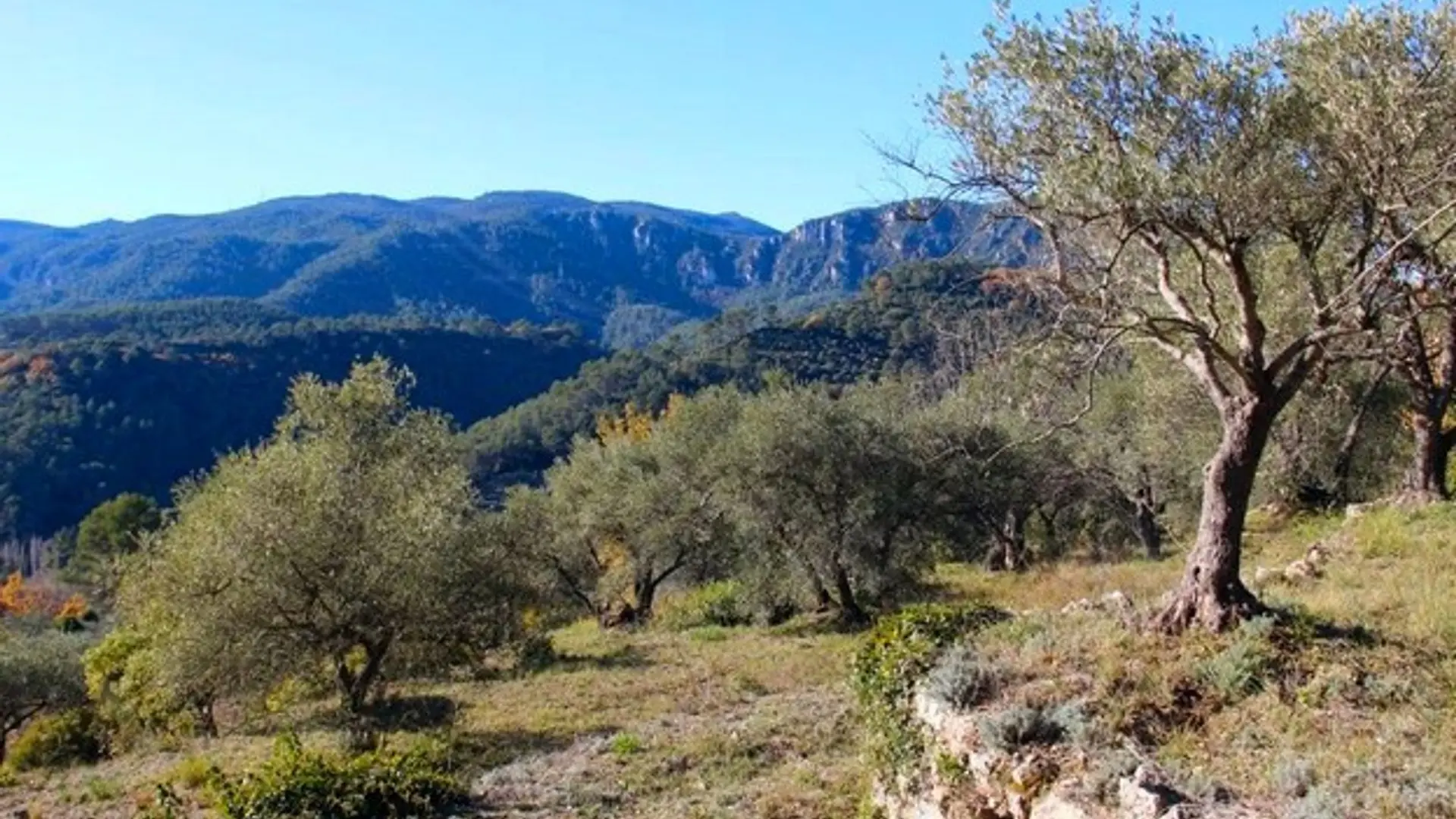 Oliveraie de Belgentier