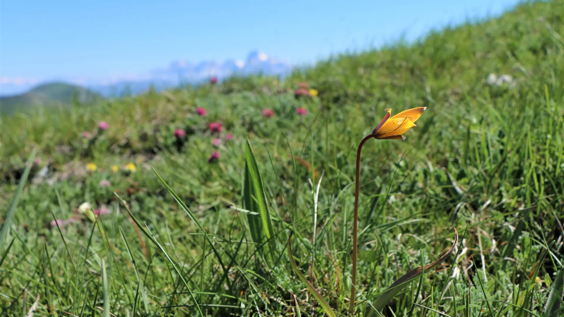 Les crêtes de Luzet