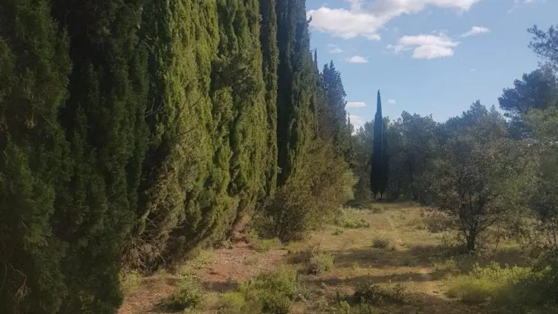 les cyprès de la Montagnette en automne, à deux pas