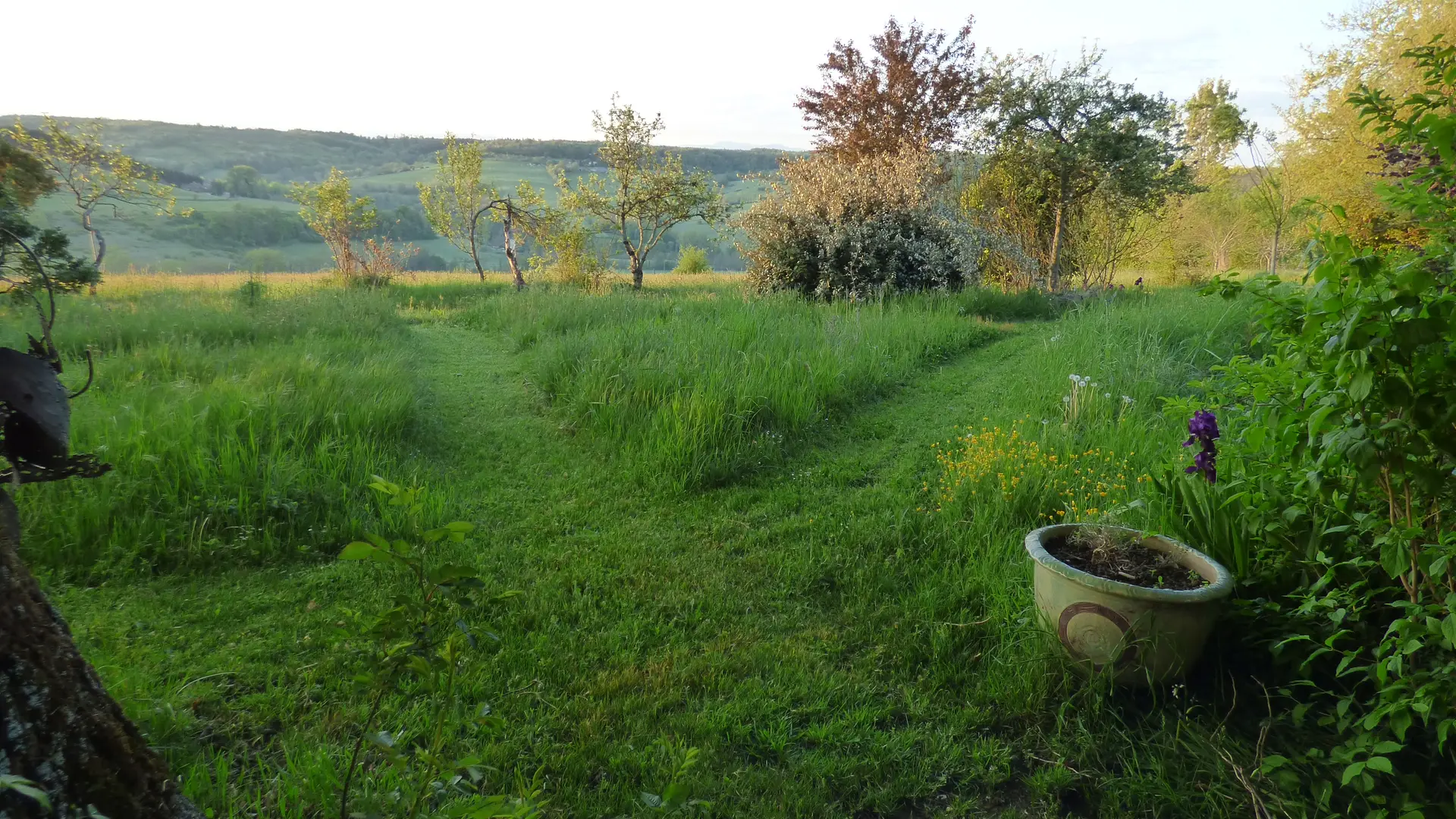 jardin nature sans tonte