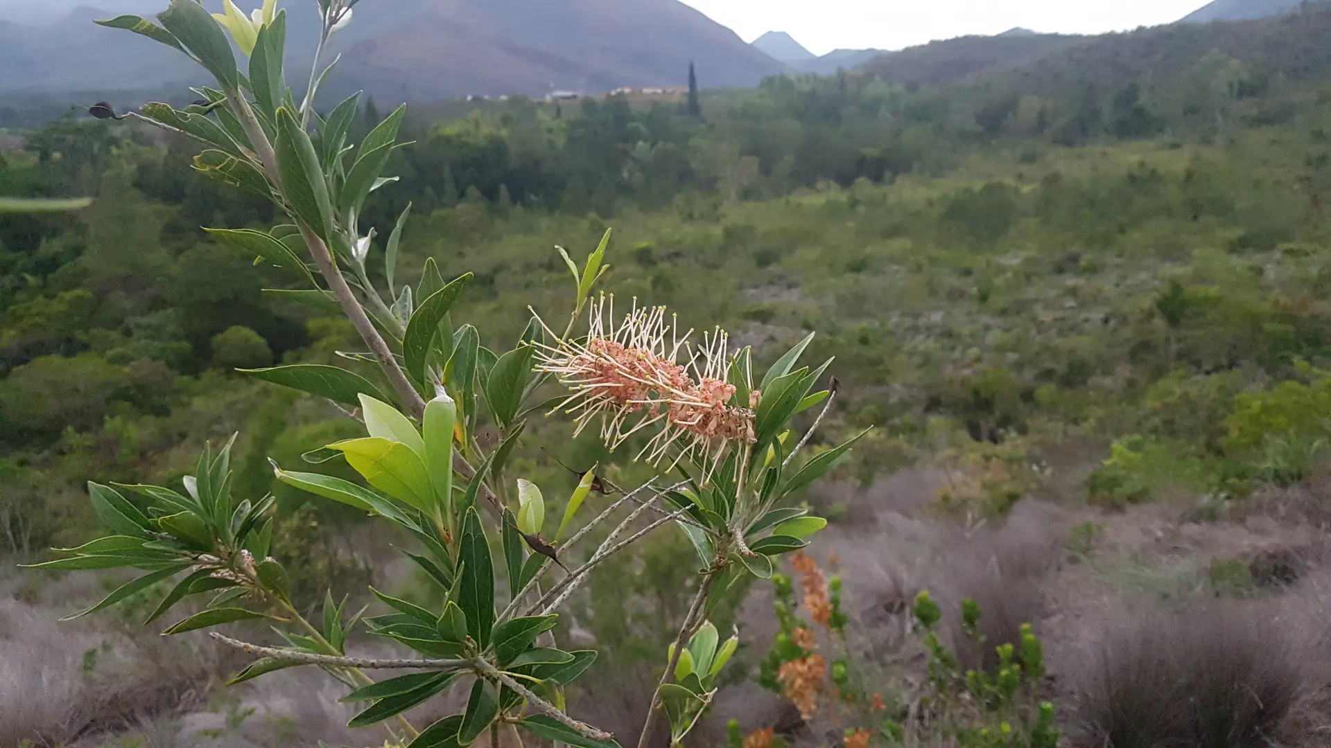 Encore et toujours de belles découvertes floriques