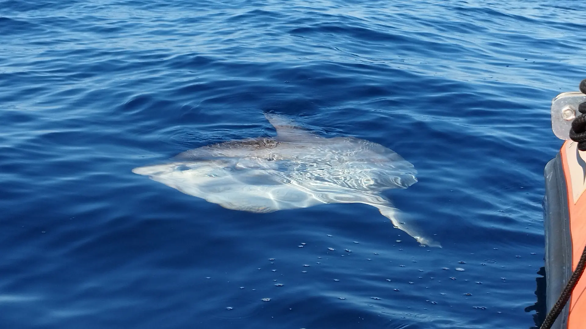 Poisson lune