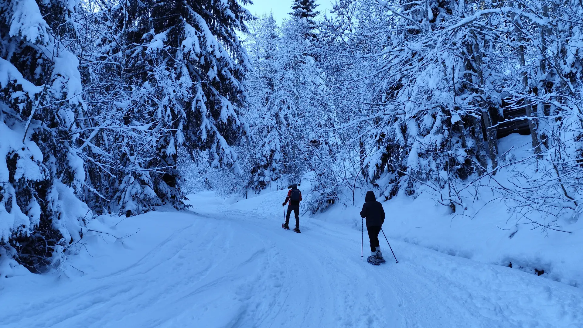 Sentier de la route forestière enneigé avec promeneurs