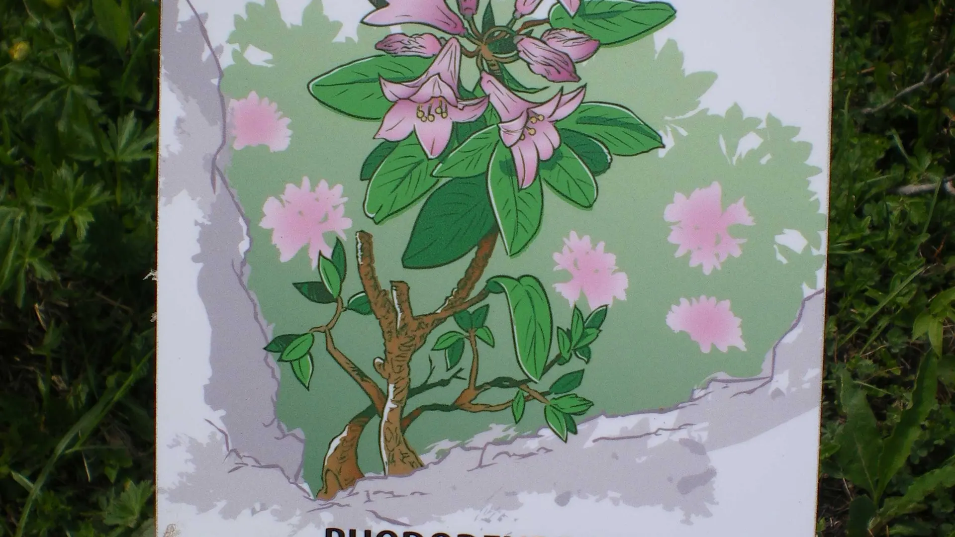 Rhododendrons, montagne et lac