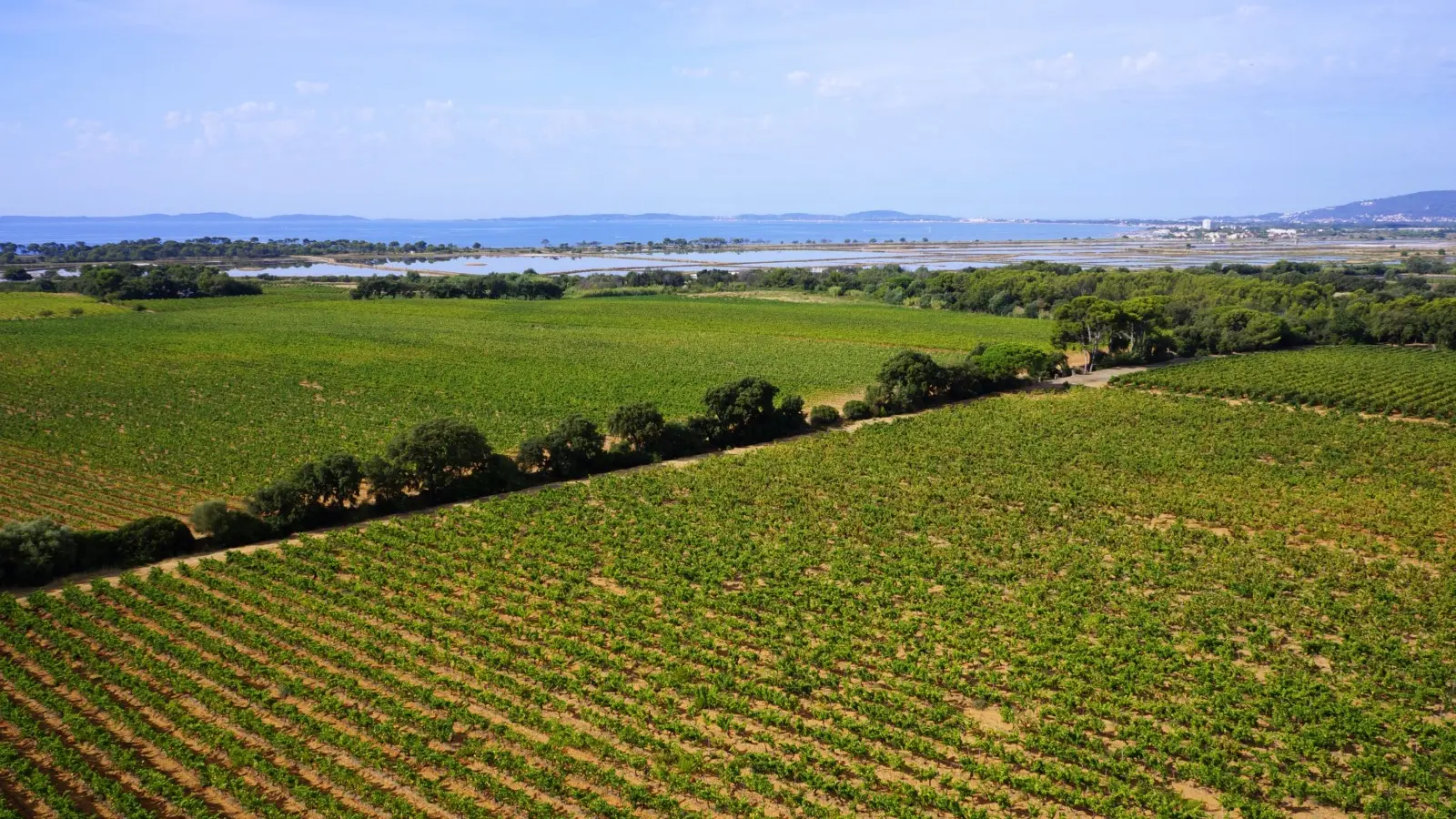 Les vignes