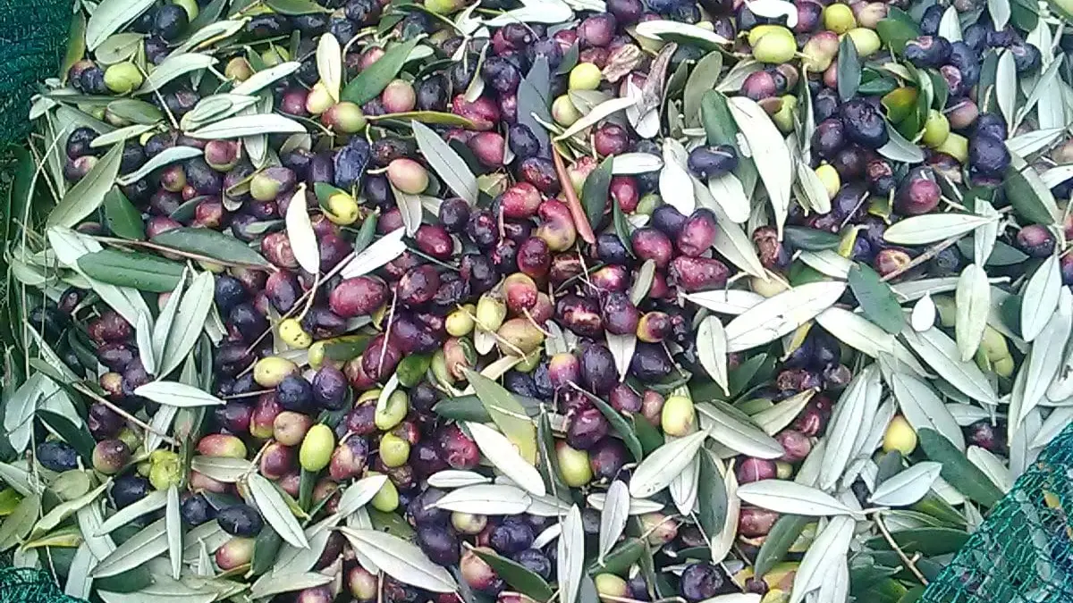 Récolte des olives