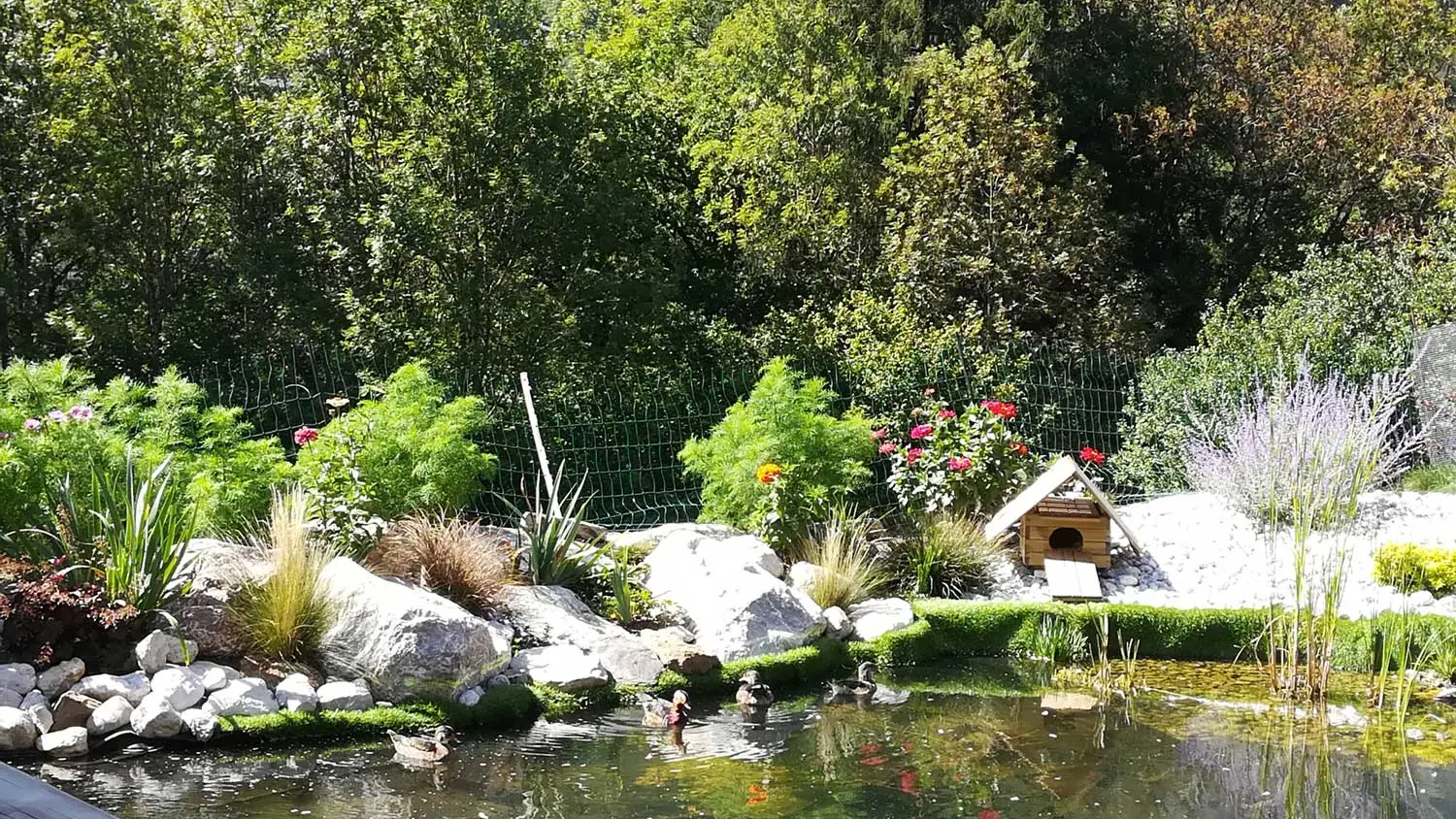 Mare aux canards