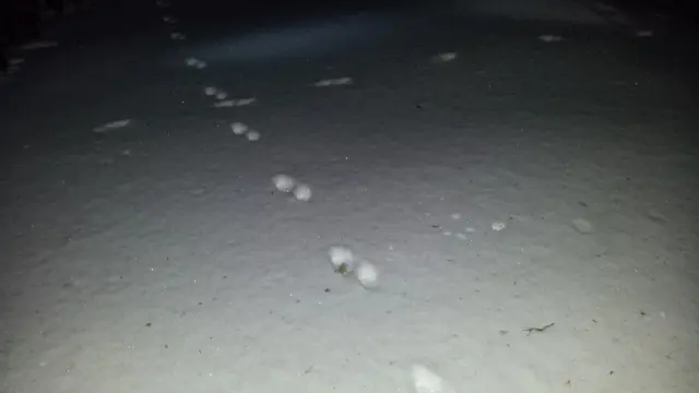 En suivant les traces d'animaux...