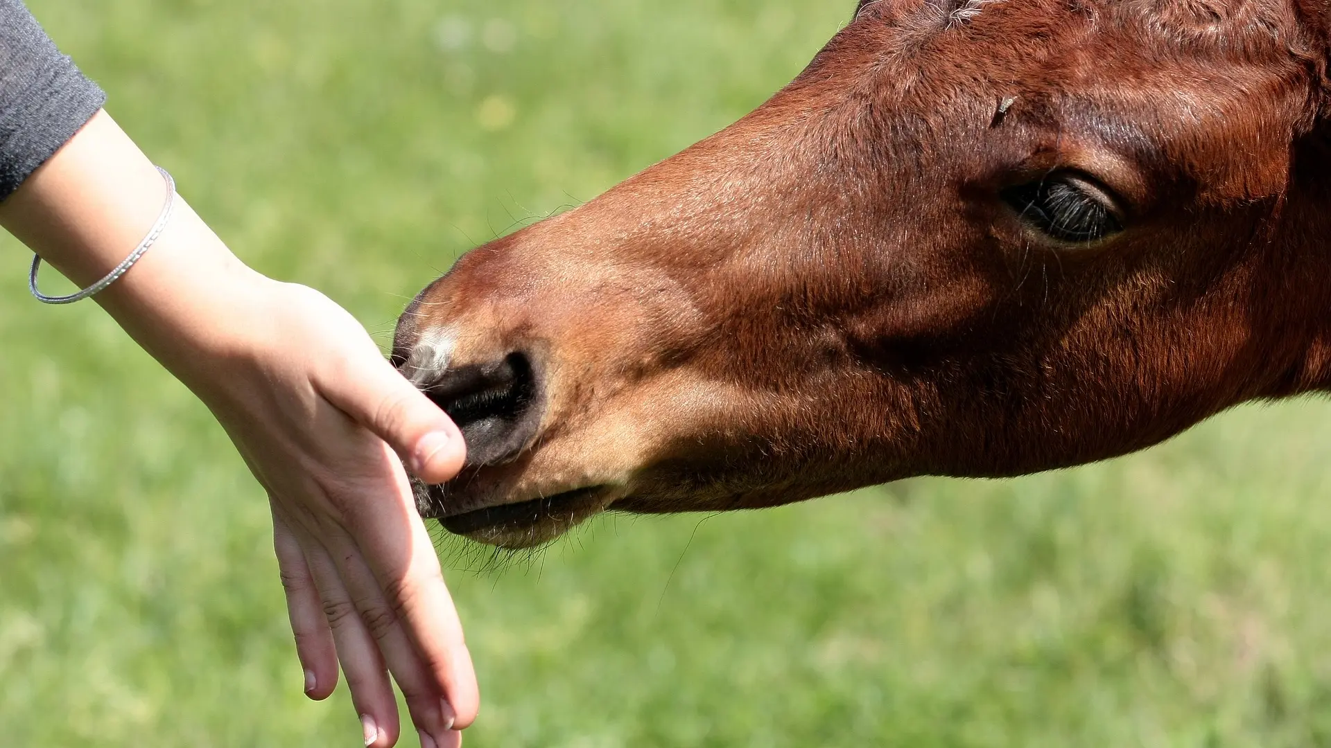 Activités d'Epona Club