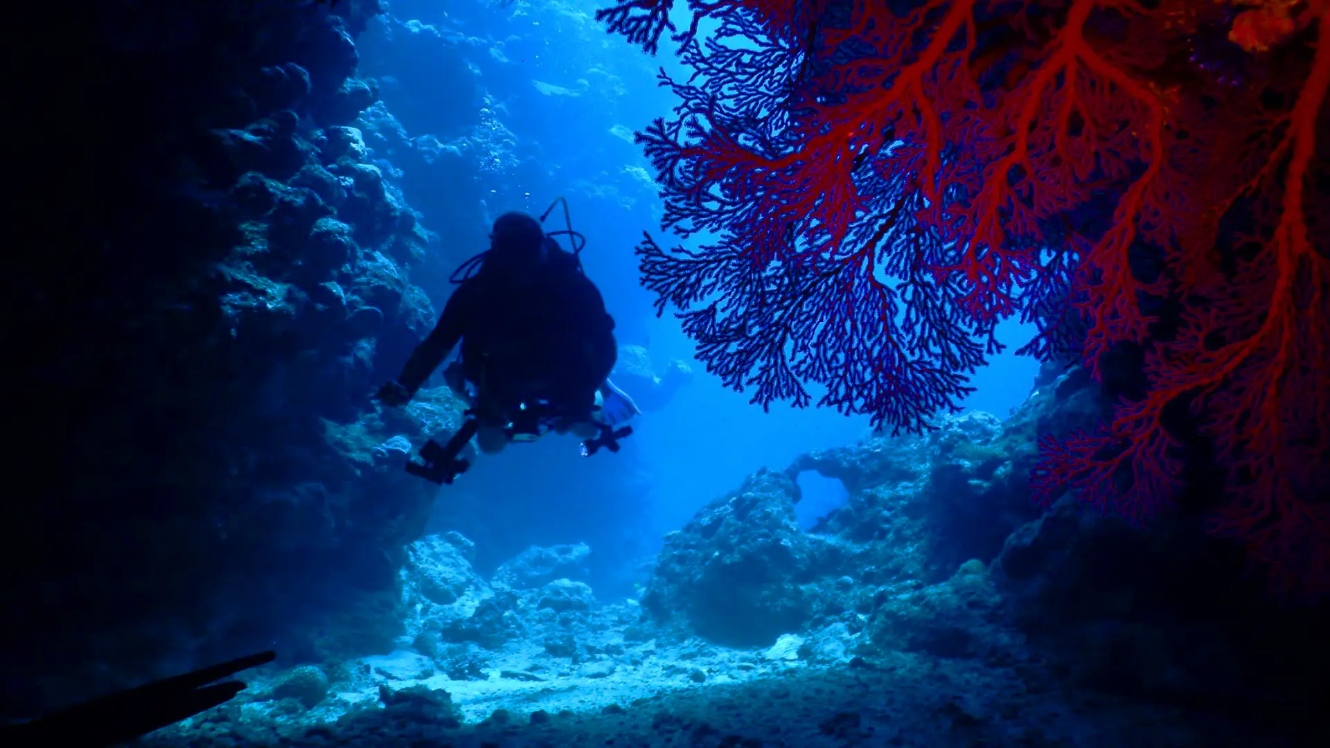 plongée, corail, plongée de nuit, Tieti Diving, Poindimié