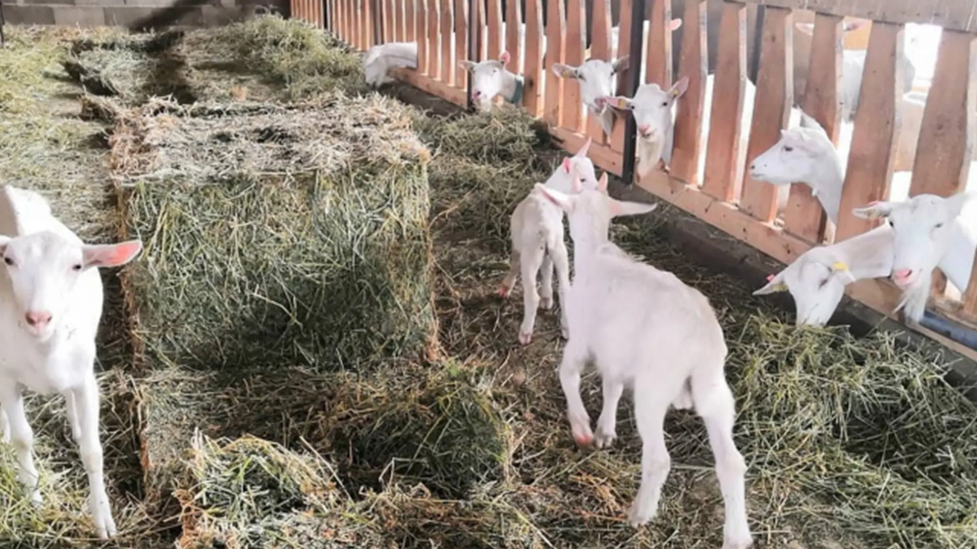 La_fromagerie_des_alpilles