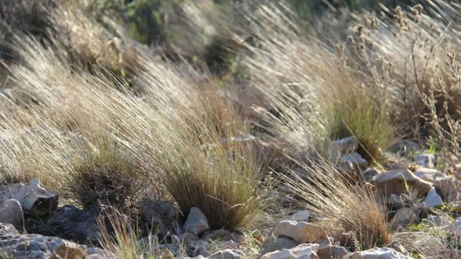 La végétation des crêtes