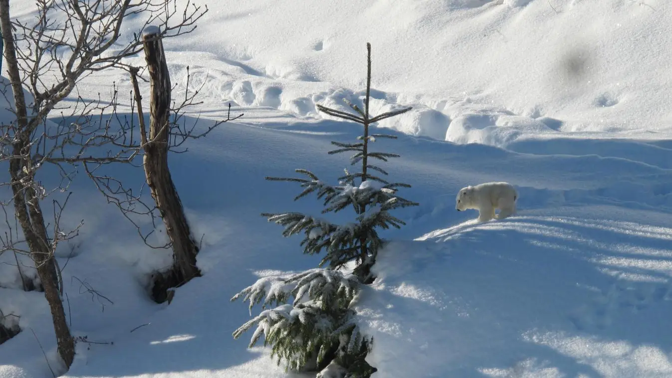 Lost in Chartreuse , I am a poor little bear