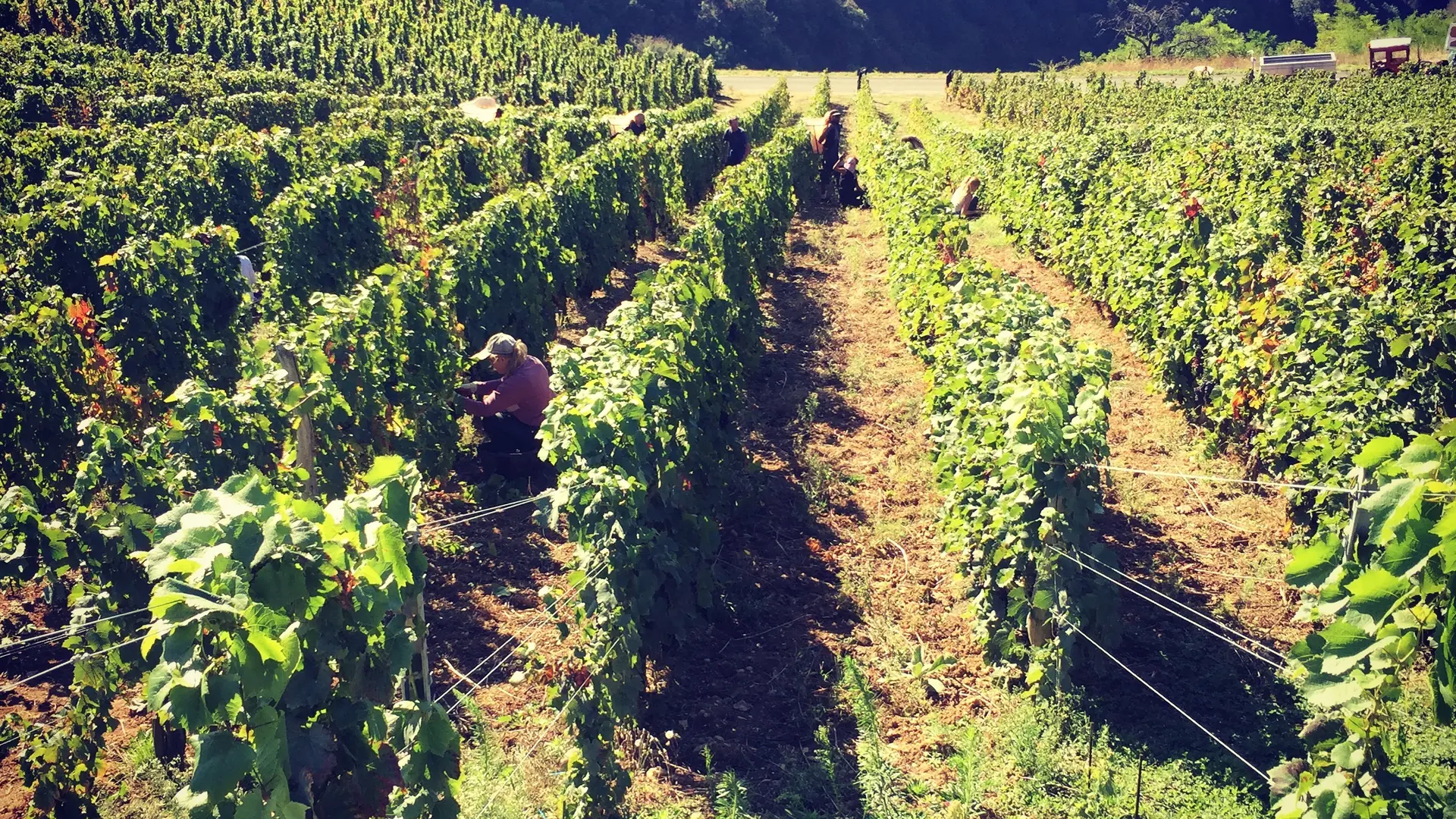 Domaine Viticole Daniel Boccard Propriétaire récoltant, Boyeux Saint Jérôme
