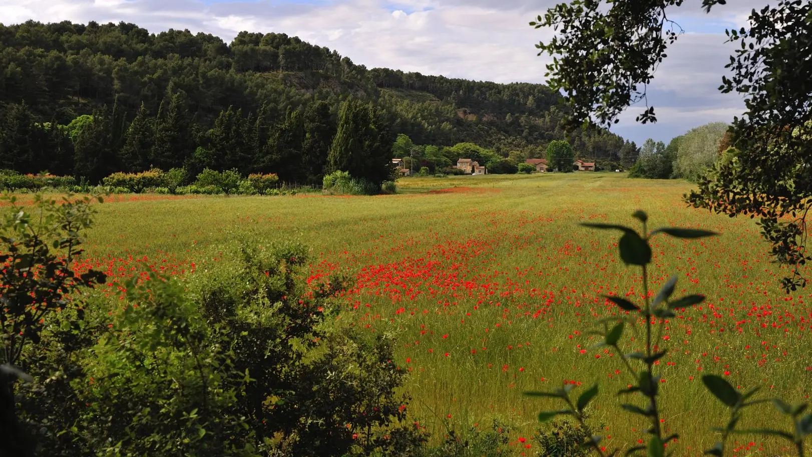 Barbentane et ses champs de coquelicot au printemps