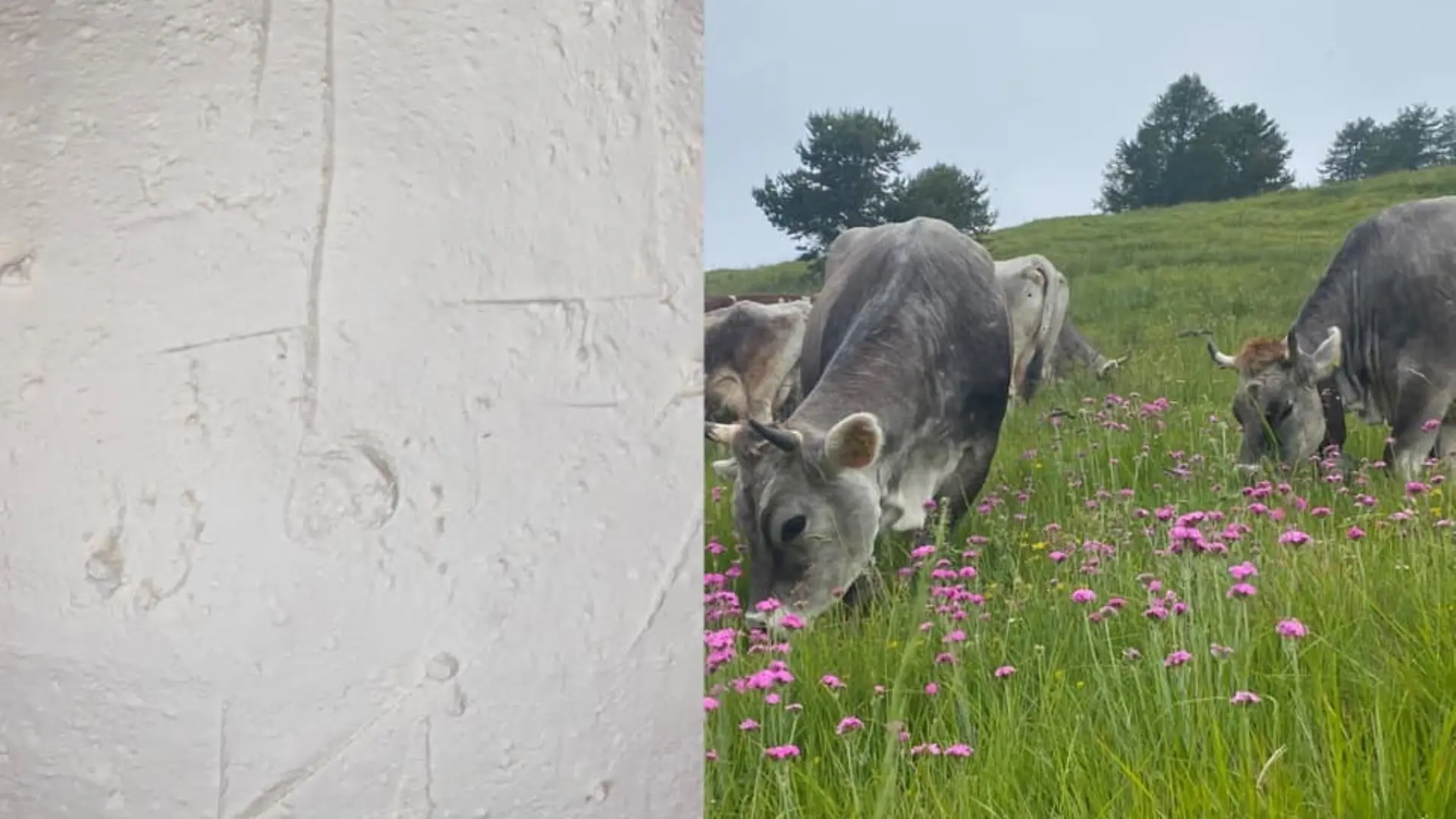 Des vaches en pâture à la Cime de Marta