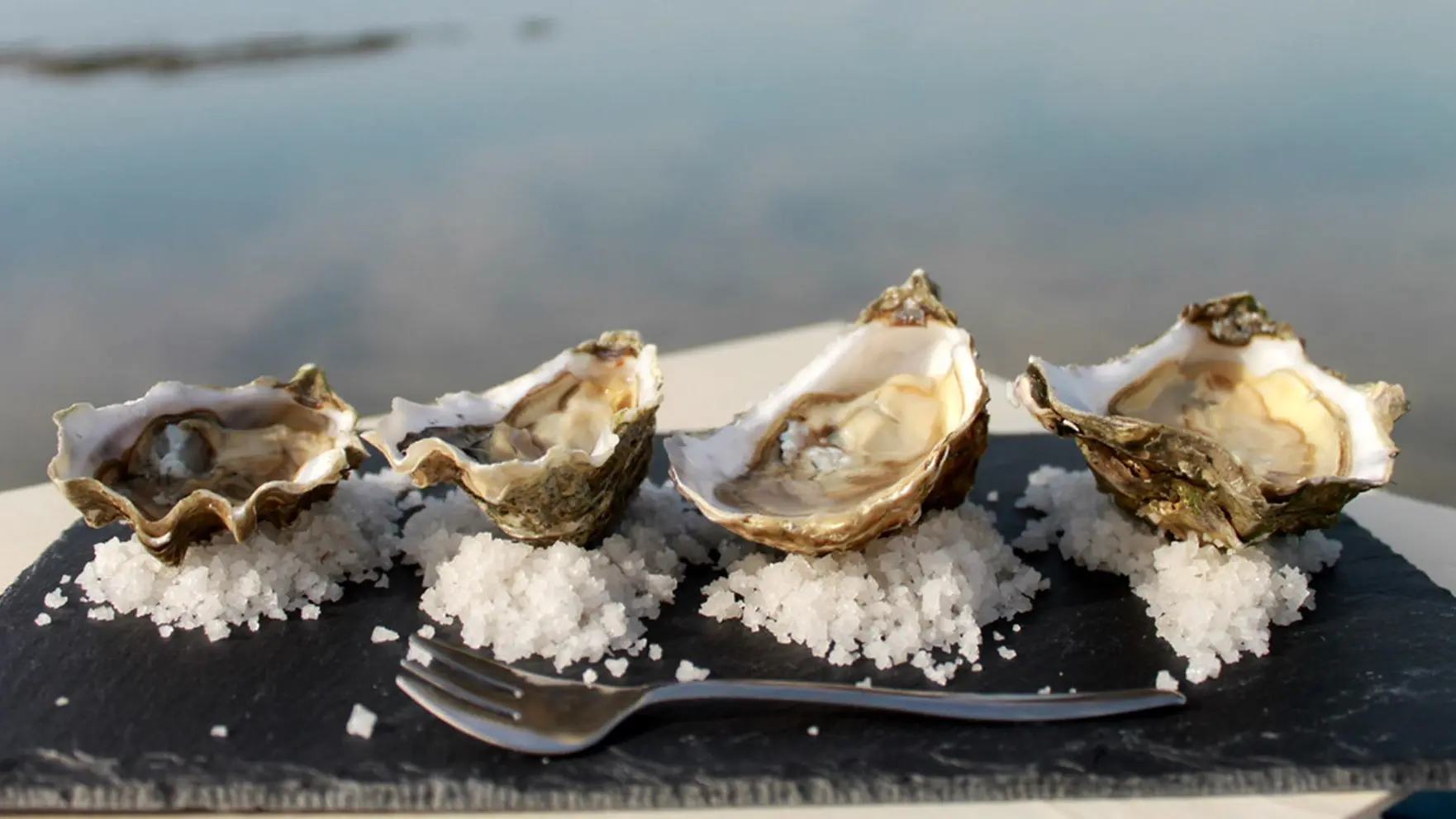 Face à la mer, sur notre exploitation d'huîtres, entre La Flotte et Saint-Martin sur l’île de Ré