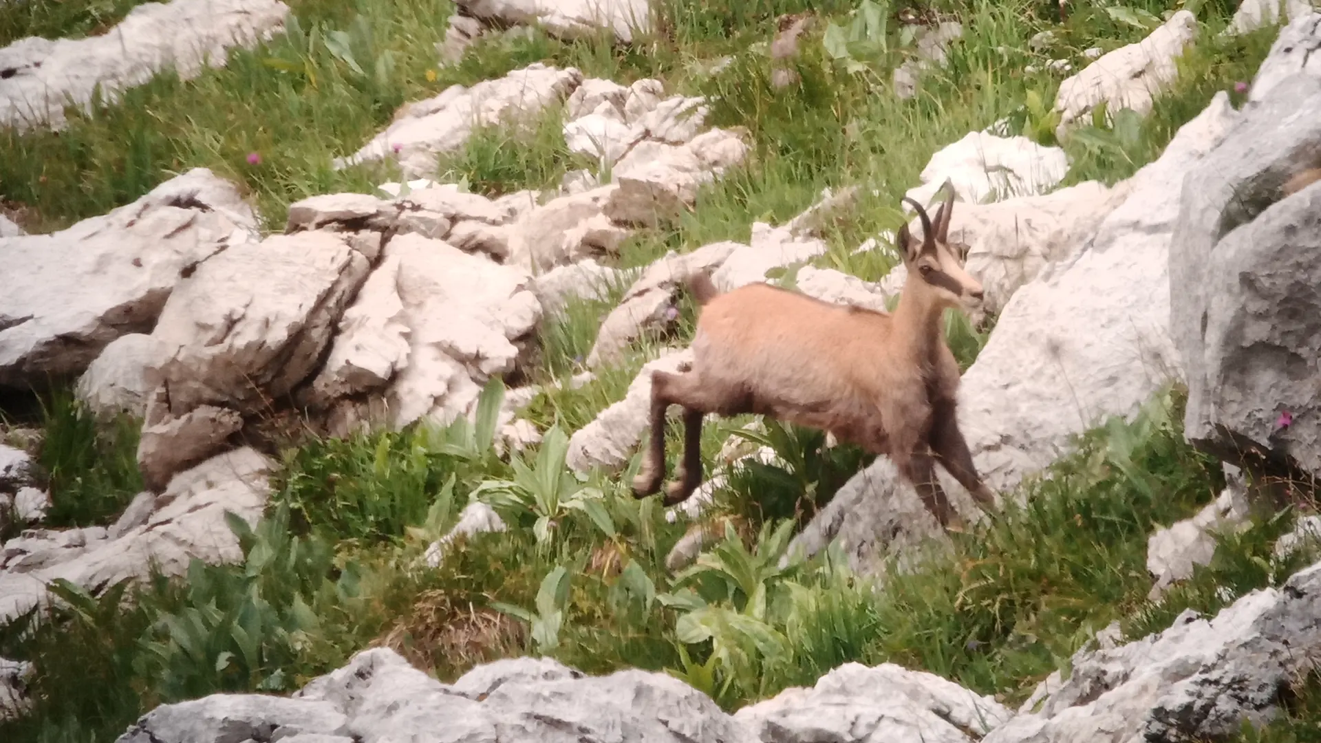 Observation de la faune