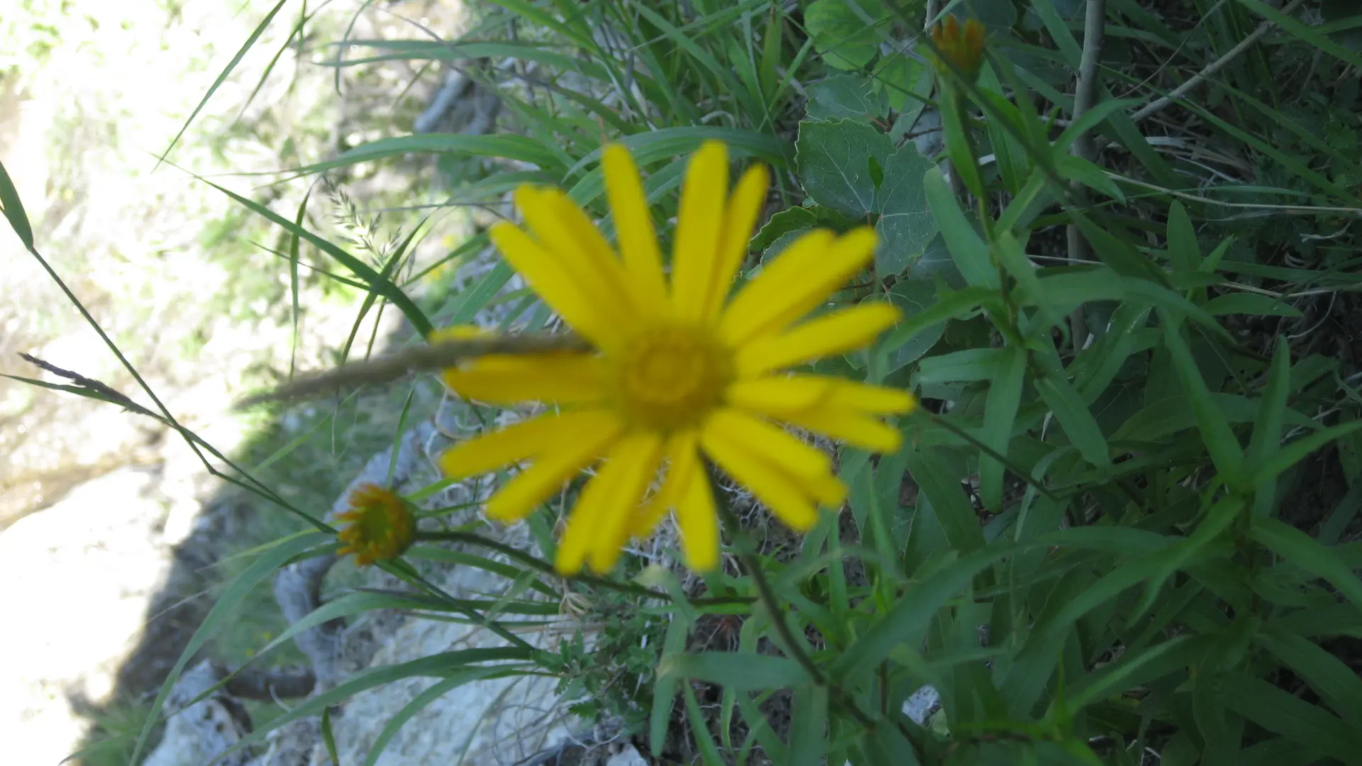 Belle fleur de nos montagnes