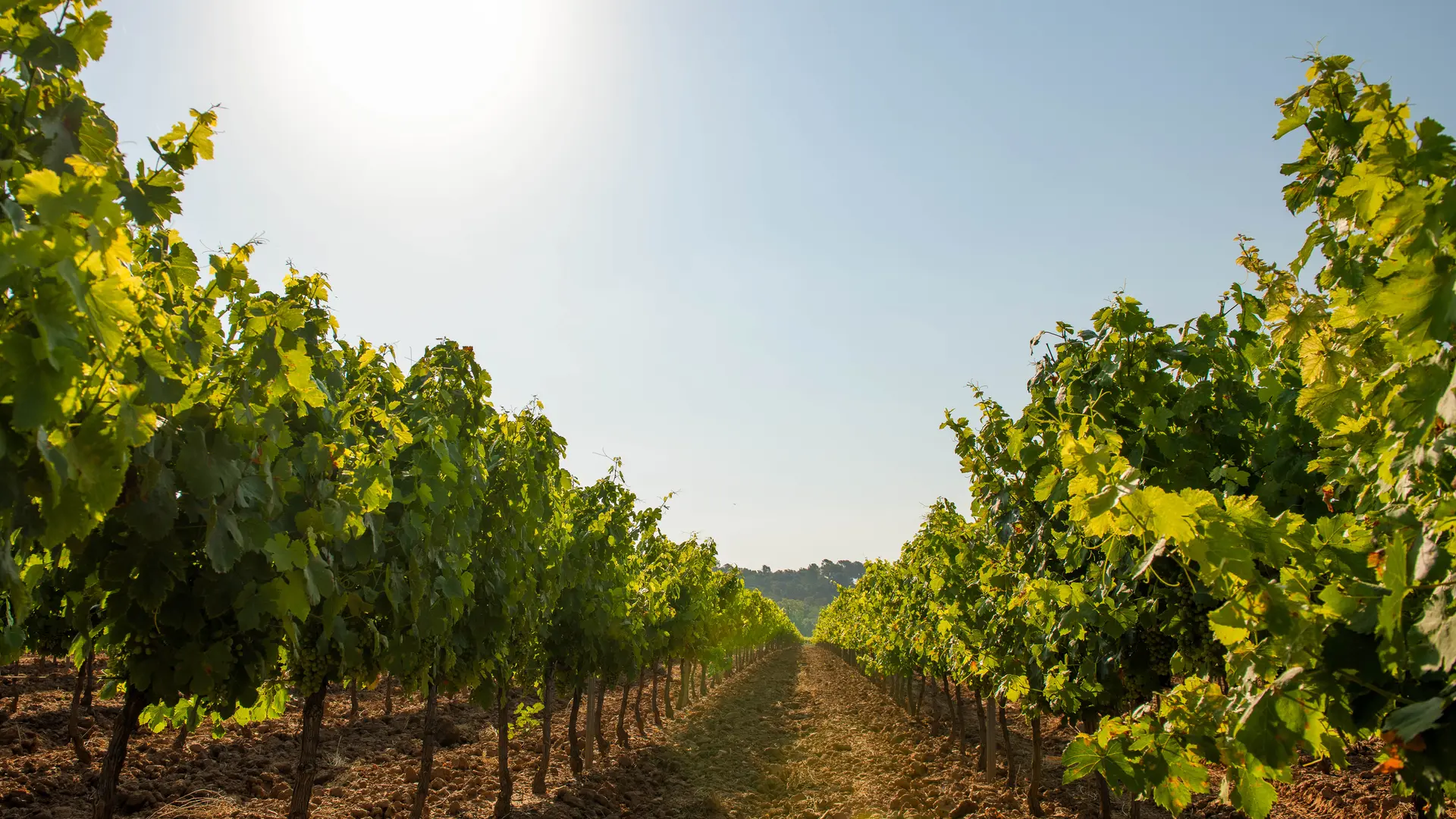 Les vignes Château de l'Aumérade