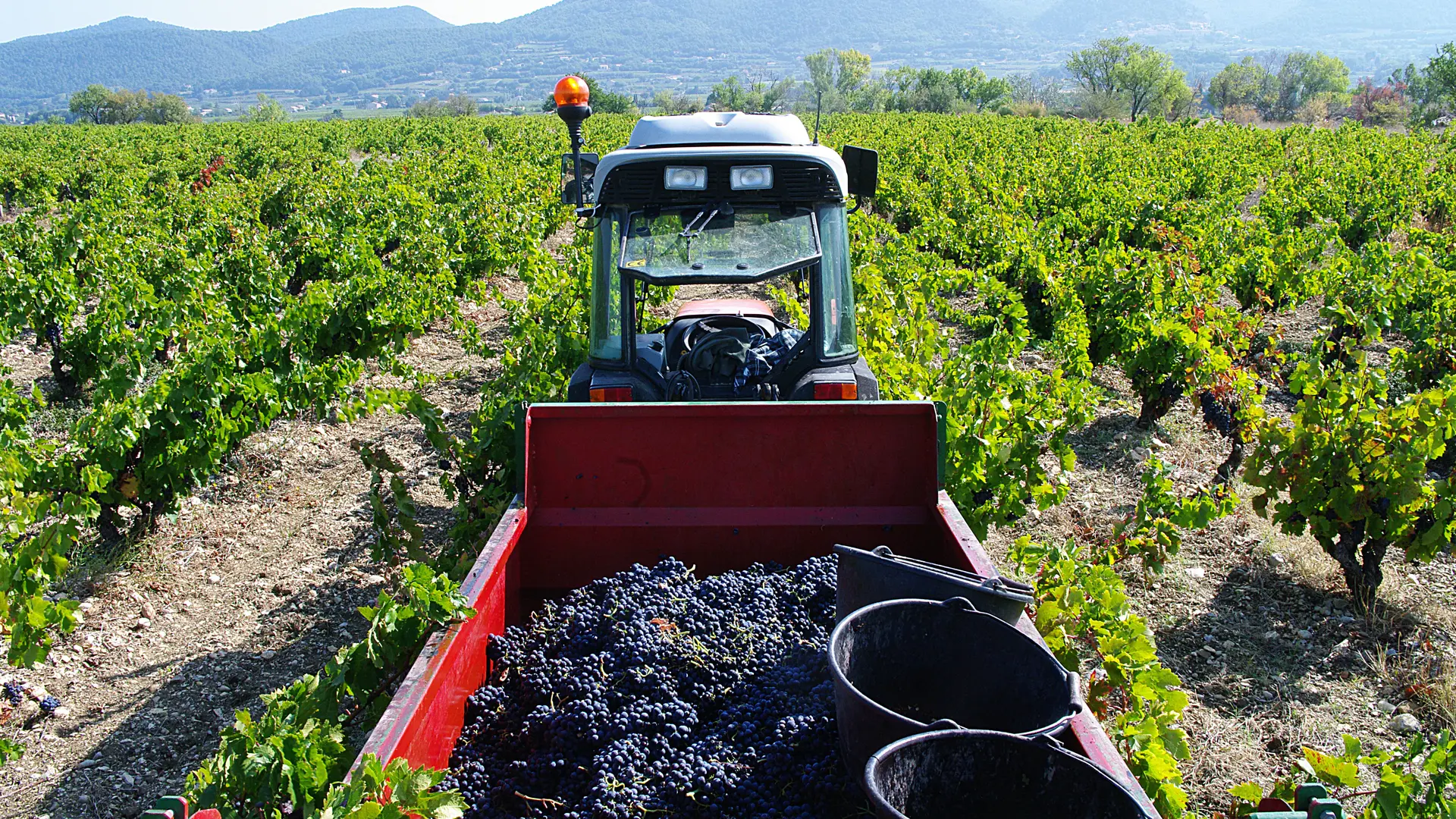 Les vendanges