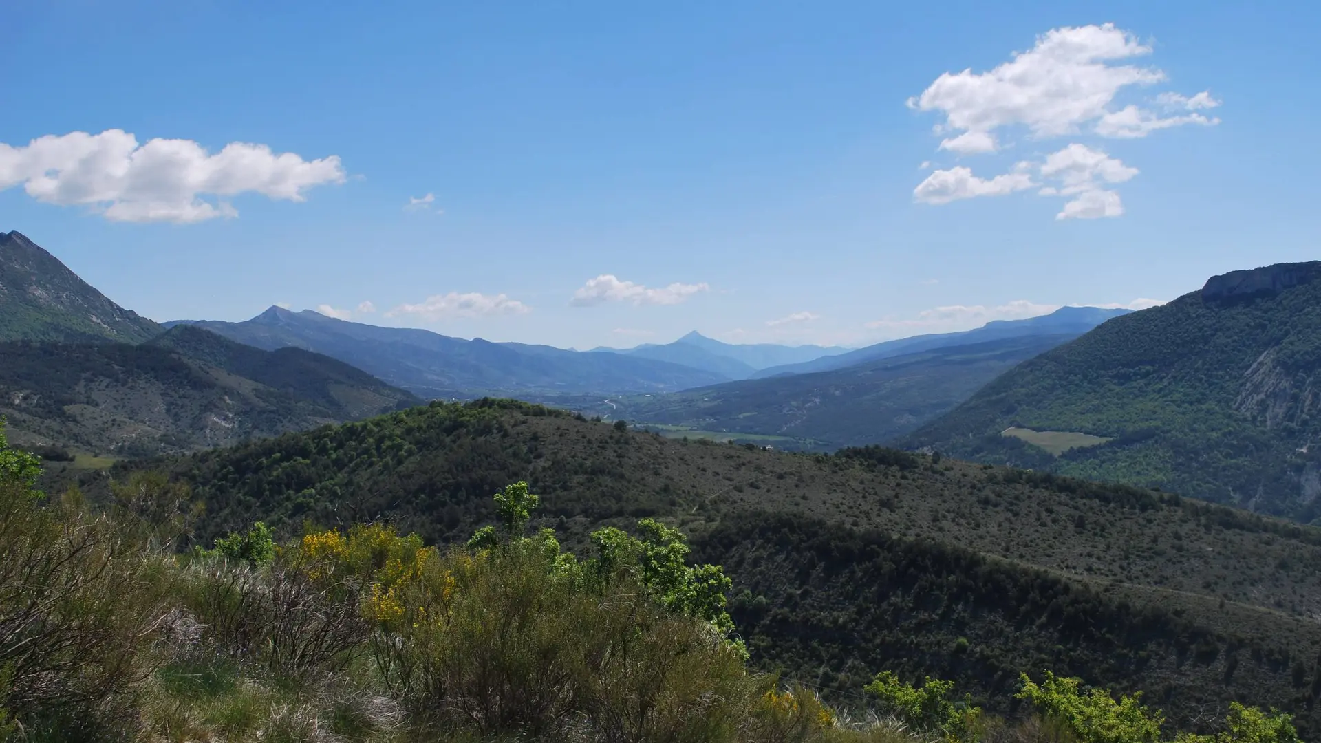 Des forêts à perte de vue