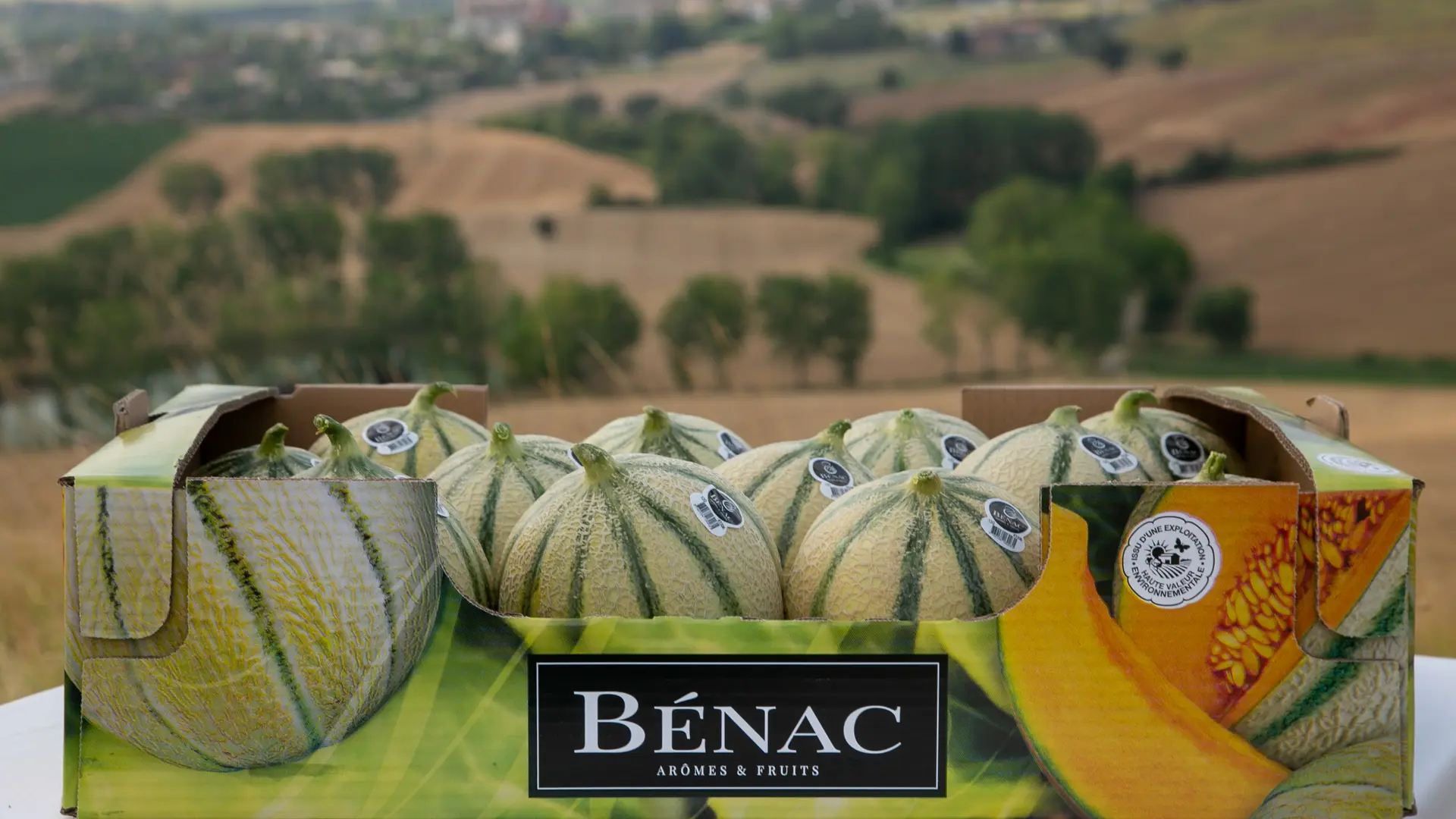Melon Le Bénac